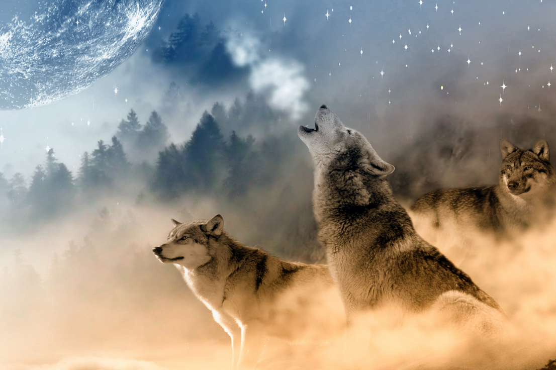 Design ohne Titel (1) Wolf